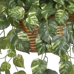 2ft. Pothos In Hanging Basket -Michaels Shop D262772S 13