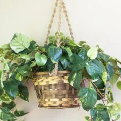 2ft. Pothos In Hanging Basket -Michaels Shop D262772S 14