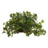 16" Raspberry Plant In Decorative Planter -Michaels Shop D262780S 1