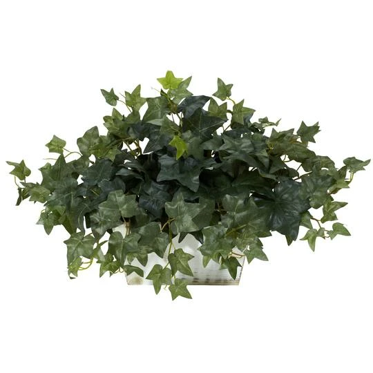 14" Ivy In White Planter 3 14" Ivy In White Planter