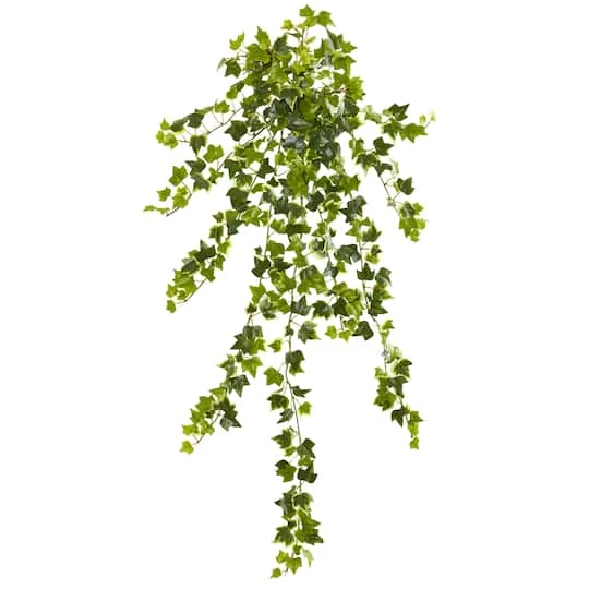 Ivy Hanging Plant, 4ct. 3 Ivy Hanging Plant, 4ct.