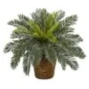15" Cycas In Basket