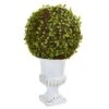 18" Mohlenbechia Ball Topiary In White Urn -Michaels Shop D262858S 11