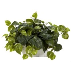 14" Pothos With White Wash Planter
