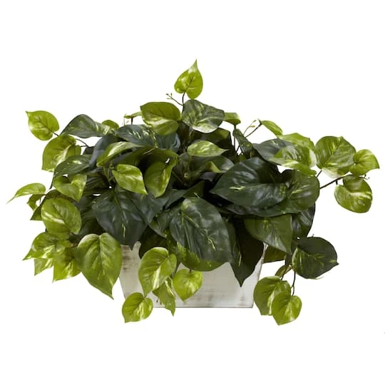14" Pothos With White Wash Planter 3 14" Pothos With White Wash Planter