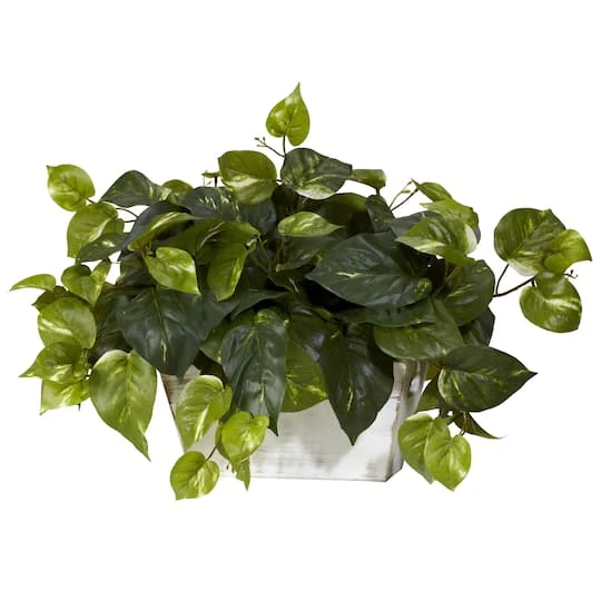 14" Pothos With White Wash Planter 5 14" Pothos With White Wash Planter - Image 3