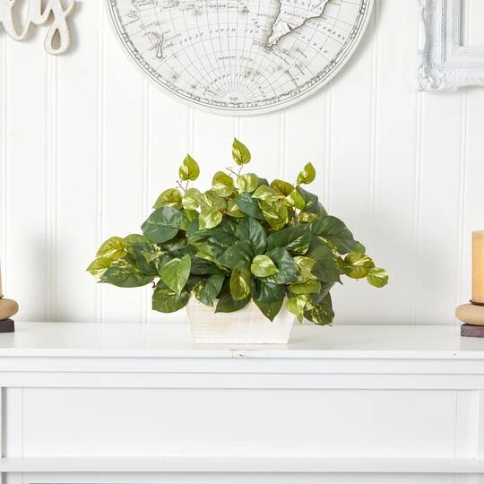 14" Pothos With White Wash Planter 6 14" Pothos With White Wash Planter - Image 4
