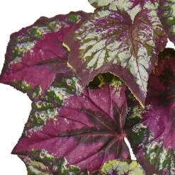 16" Begonia Bush, 6ct. -Michaels Shop D262898S 12