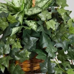 2.5ft. Silver Queen And Ivy Plant In Hanging Basket -Michaels Shop D262939S 14