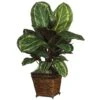 2ft. Prayer Plant In Basket -Michaels Shop D262943S 1