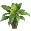 22" Birds Nest Fern With Wicker Basket 1 22" Birds Nest Fern With Wicker Basket -Michaels Shop D262947S 11