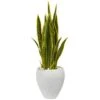 2.5ft. Green & Yellow Snake Plant In White Planter -Michaels Shop D262964S 11