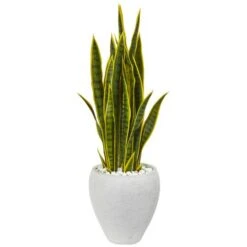 2.5ft. Green & Yellow Snake Plant In White Planter