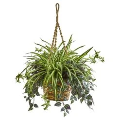 2.5ft. Inchplant & Spider Plant In Hanging Basket -Michaels Shop D262966S 1 1
