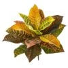 Croton Bush, 4ct. -Michaels Shop D262990S 1