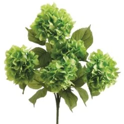 Green Hydrangea Bush