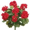 Red Water-Resistant Geranium Bush -Michaels Shop D264066S 1