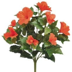 Orange Hibiscus Bush