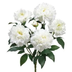 White Peony Bush