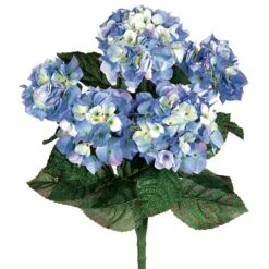 Blue & White Hydrangea Bush