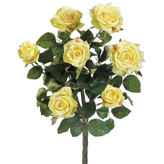 Yellow Confetti Rose Bush 4 Yellow Confetti Rose Bush - Image 2