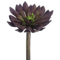 Soft Touch Plum Echeveria Medium Width Pick