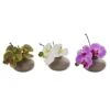 7" Assorted Moth Orchid Arrangement, 3ct. -Michaels Shop D292568S 11