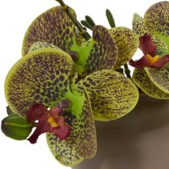 7" Assorted Moth Orchid Arrangement, 3ct. -Michaels Shop D292568S 12
