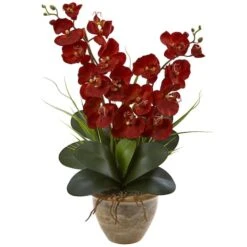 2ft. Red Double Stem Orchid Arrangement In Ceramic Vase
