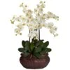 2.5ft. Potted Large Moth Orchid Arrangement, Cream 1 2.5ft. Potted Large Moth Orchid Arrangement, Cream -Michaels Shop D292664S 11