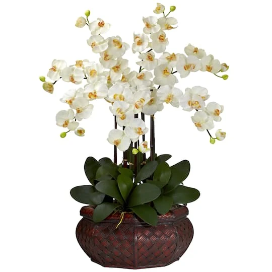 2.5ft. Potted Large Moth Orchid Arrangement, Cream 3 2.5ft. Potted Large Moth Orchid Arrangement, Cream