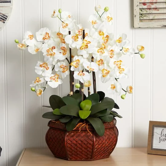 2.5ft. Potted Large Moth Orchid Arrangement, Cream 5 2.5ft. Potted Large Moth Orchid Arrangement, Cream - Image 3