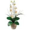21" Moth Orchid Arrangement In Ceramic Planter 1 21" Moth Orchid Arrangement In Ceramic Planter -Michaels Shop D292693S 11
