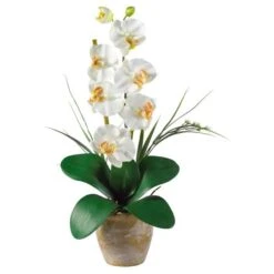 21" Moth Orchid Arrangement In Ceramic Planter