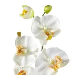 21" Moth Orchid Arrangement In Ceramic Planter -Michaels Shop D292693S 12