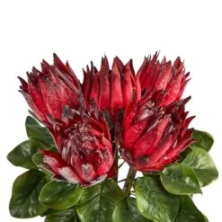 23" Red King Protea Arrangement In Glass Vase 13 23" Red King Protea Arrangement In Glass Vase -Michaels Shop D292824S 4
