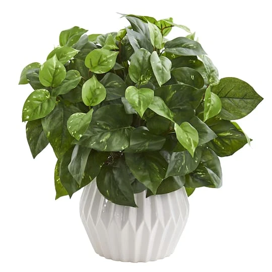 16in. Pothos Plant In White Ceramic Vase 4 16in. Pothos Plant In White Ceramic Vase - Image 2