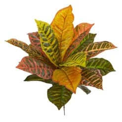 17" Garden Croton Plant, 6ct.