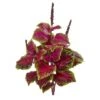 23" Coleus Bush, 6ct.