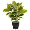 22in. Variegated Rubber Leaf Plant In Wood Planter 1 22in. Variegated Rubber Leaf Plant In Wood Planter -Michaels Shop D293362S 1
