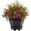 13in. Sedum & Eucalyptus Plant In Black Hexagon Planter -Michaels Shop D293369S 11