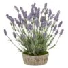 20in. Lavender Plant In Weathered Oak Planter 1 20in. Lavender Plant In Weathered Oak Planter -Michaels Shop D293384S 1