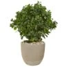 2.5ft. Peperomia Plant In Sand Stone Planter