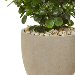 2.5ft. Peperomia Plant In Sand Stone Planter -Michaels Shop D293424S 13