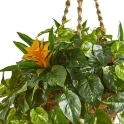 2.5ft. Bromeliad & Pothos In Hanging Basket -Michaels Shop D293430S 12
