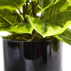 2ft. Rubber Plant In Glossy Cylinder -Michaels Shop D293831S 13