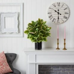 2ft. Rubber Plant In Glossy Cylinder -Michaels Shop D293831S 15