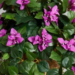 2.5ft. Bougainvillea In Woven Planter -Michaels Shop D293843S 16