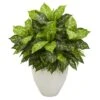 2.5ft Dumb Cane Plant In White Planter 1 2.5ft Dumb Cane Plant In White Planter -Michaels Shop D293860S 11