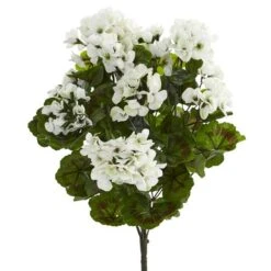 White Geranium Bush, 3ct.